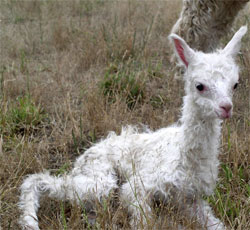 Un animal asemănător unui lama