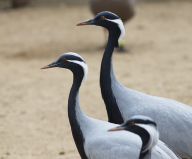 Crane sztyepp () daru sztyeppe