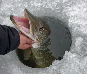 Téli halászat ráz a gyöngy 