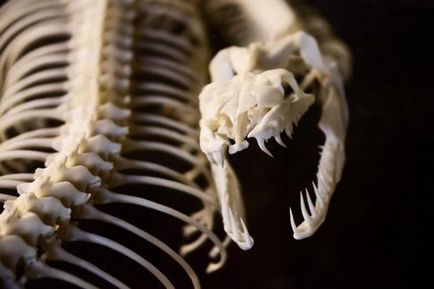 Змії скелет плазуна з підписами і фото