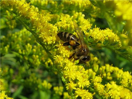 Solidago - aranyvessző tulajdonságok - fű aranyvessző (aranyvessző fotó) Solidago - aranyvessző tulajdonságok - aranyvesszőtea