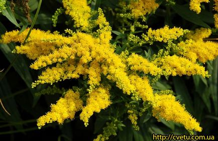 Solidago - aranyvessző tulajdonságok - aranyvessző fű (fű aranyvessző) Solidago - aranyvessző tulajdonságok - aranyvesszőtea