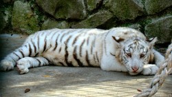 Gradina zoologica, acvariul si - o poiana de basm - in Yalta