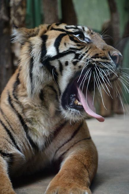 Gradina zoologica din Praga