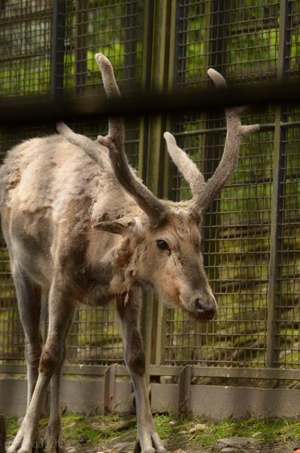 Gradina zoologica din Praga