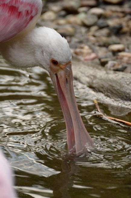 Gradina zoologica din Praga