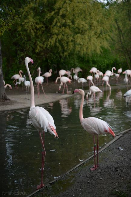 Gradina zoologica din Praga