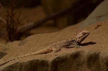 Gradina zoologica din Praga