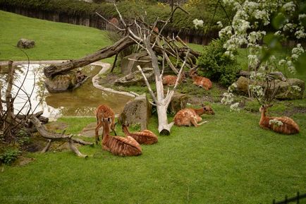 Gradina zoologica din Praga