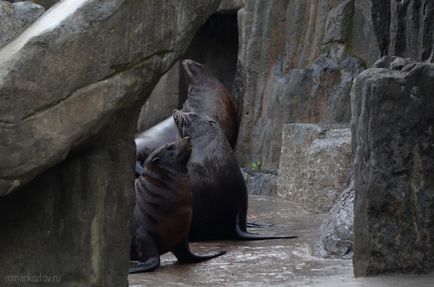 Gradina zoologica din Praga