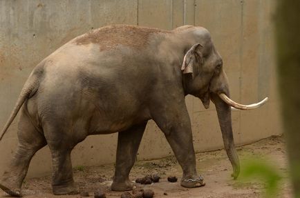 Gradina zoologica din Praga