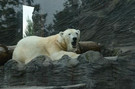 Gradina zoologica din Praga