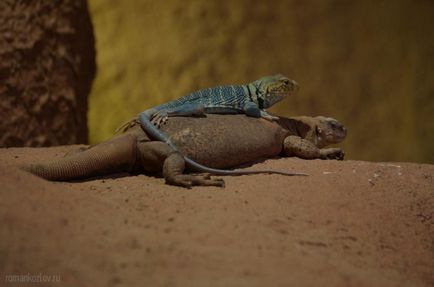 Gradina zoologica din Praga