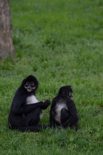 Gradina zoologica din Praga