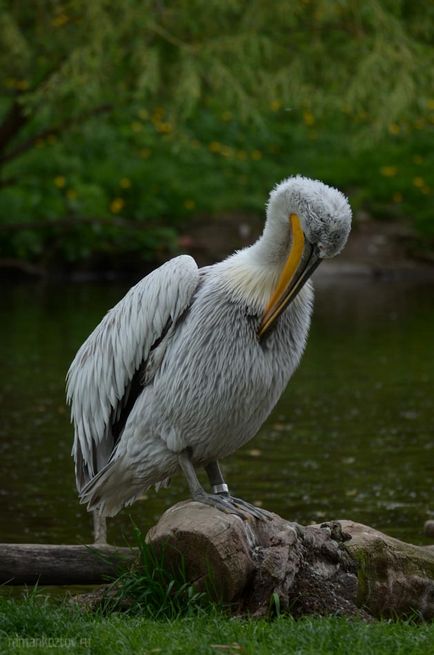 Gradina zoologica din Praga