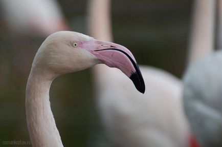 Gradina zoologica din Praga