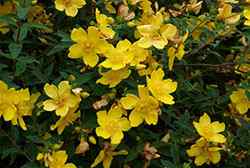 Hypericum és gyógyító tulajdonság (Hypericum) Az orbáncfű és a gyógyító tulajdonságait