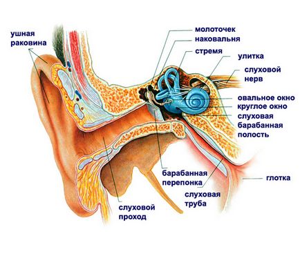 Tinnitus balra és jobbra okait és kezelését otthon, gyógyszerek (gyógyszer lista) (jobbra) Tinnitus balra és jobbra okait és kezelését otthon, gyógyszerek (gyógyszer lista)