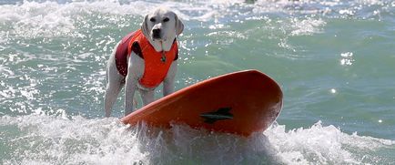 10 Правил купання собаки в водоймах влітку - petadvisor