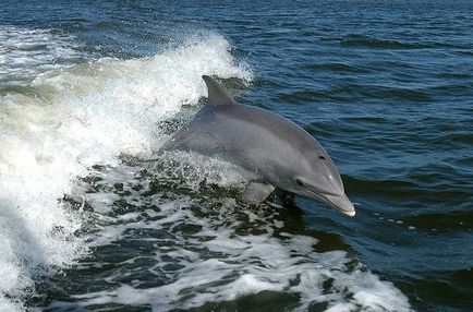 10 Веселих підтверджень унікальність дельфінів - громадський рух - рятуємо дельфінів