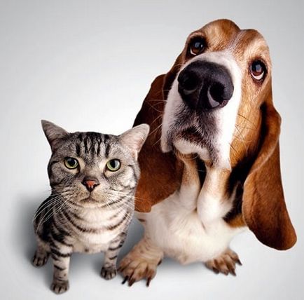 15 Дивних особливостей поведінки кішок і собак