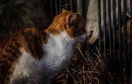 30 de pisici amuzante, uita la care vei zâmbi toată ziua