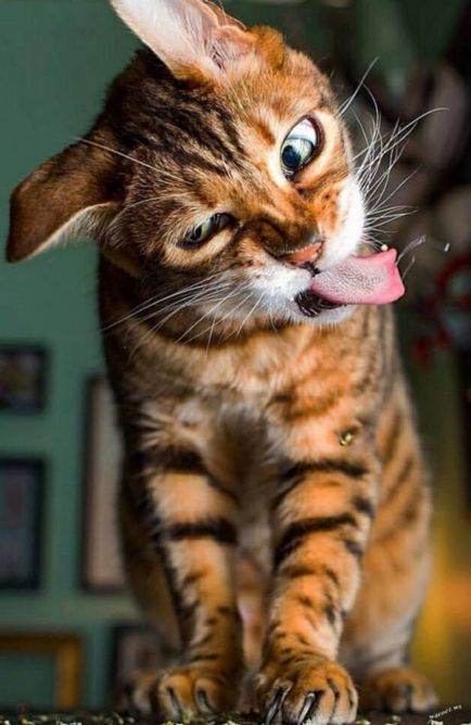 30 Кумедних котів, дивлячись на яких будете посміхатися весь день