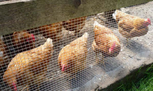6 Principalele greșeli în construirea găinilor și întreținerea găinilor ouătoare