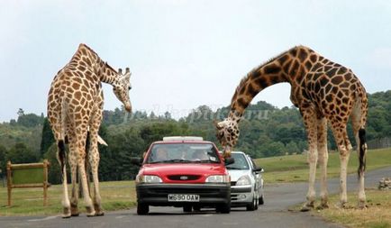 Vaza africană cu mâinile proprii, cu o fotografie pas cu pas