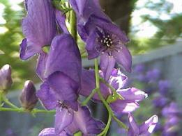 Aconite - Poțiunea lui Witch