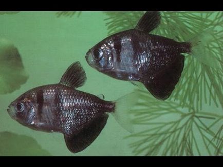 Fekete tetra akváriumi halak - a tenyésztésre és gondozás