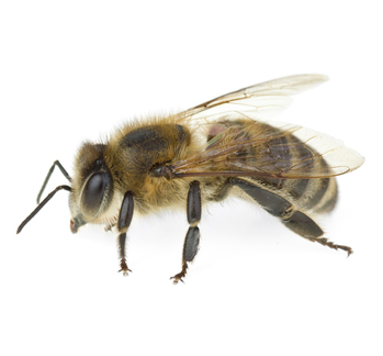 Alergia la manifestarea insectelor și tratamentul alergiilor la mușcături de insecte