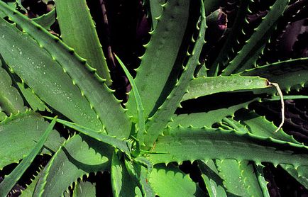 Aloe Proprietăți benefice
