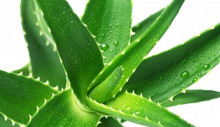 Aloe Proprietăți benefice