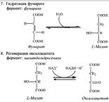 Ciclul amfibolic al acizilor tricarboxilici