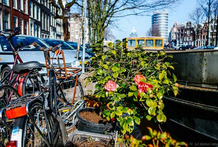 Amsterdam adăpost pentru pisici pe o barja, știri de fotografie