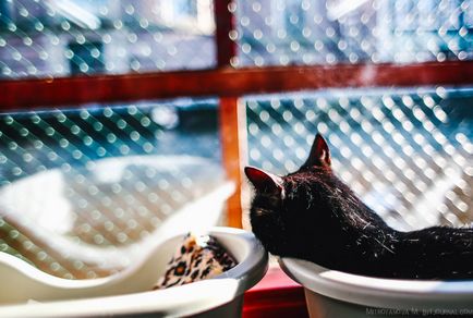 Amszterdam menedéket macskák egy uszály, fotó hírek