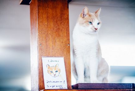 Амстердам притулок для кішок на баржі, фото новини