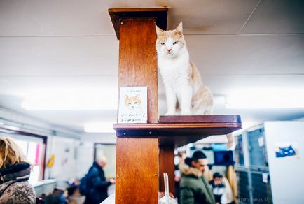 Amsterdam adăpost pentru pisici pe o barja, știri de fotografie
