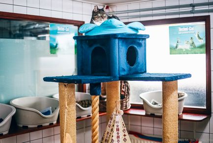 Амстердам притулок для кішок на баржі, фото новини