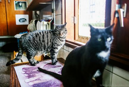 Amsterdam adăpost pentru pisici pe o barja, știri de fotografie