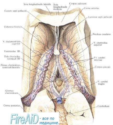 Anatomia hipofizei (corp pineal)