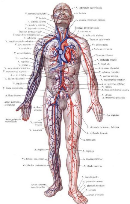 Angiologie - doctrina vaselor, anatomia în imagini