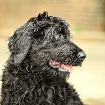 Arabă labradoodel sau cobberdog - o rasă de câini