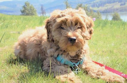 Labradoodle australian, fotografie și descriere a rasei