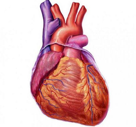 Automatarea definiției, descrierii, nodurilor și gradientului inimii umane