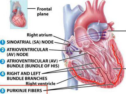 Автомати серця людини визначення, опис, вузли і градієнт