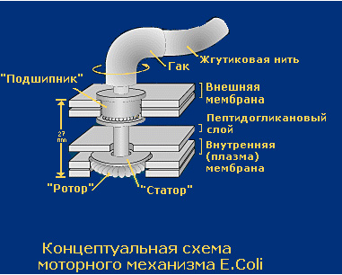 Bakelari bacterieni