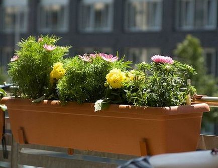 Балконні ящики для квітів - пластикові, дерев'яні, керівництво по вибору
