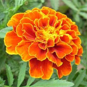 Marigold-urile care cresc din semințe la domiciliu